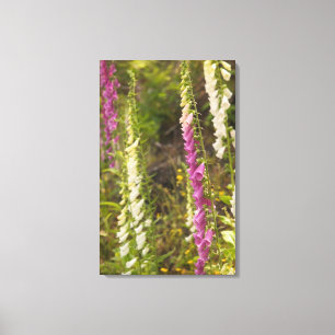 North America, Canada, Queen Charlotte Islands, 2 Canvas Print