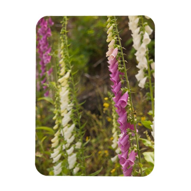 North America, Canada, Queen Charlotte Islands, 2 Magnet (Vertical)