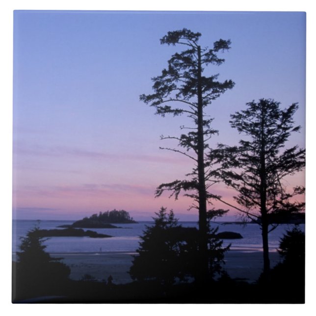 North America, Canada, Vancouver Island, trees Tile (Front)