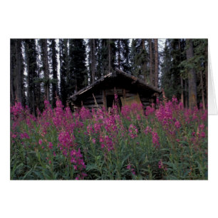 North America, Canada, Yukon. Abandoned trappers