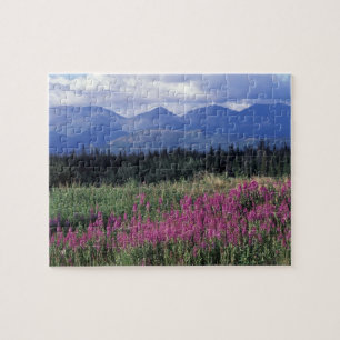 North America, Canada, Yukon. Fireweed blooms Jigsaw Puzzle