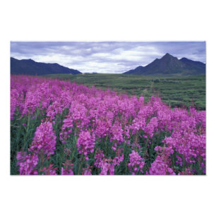 North America, Canada, Yukon. Fireweed blooms Photo Print