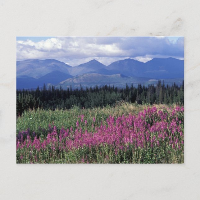 North America, Canada, Yukon. Fireweed blooms Postcard (Front)