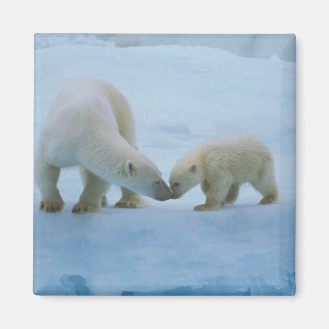North America, Canadian Arctic. Polar bear Magnet (Front)