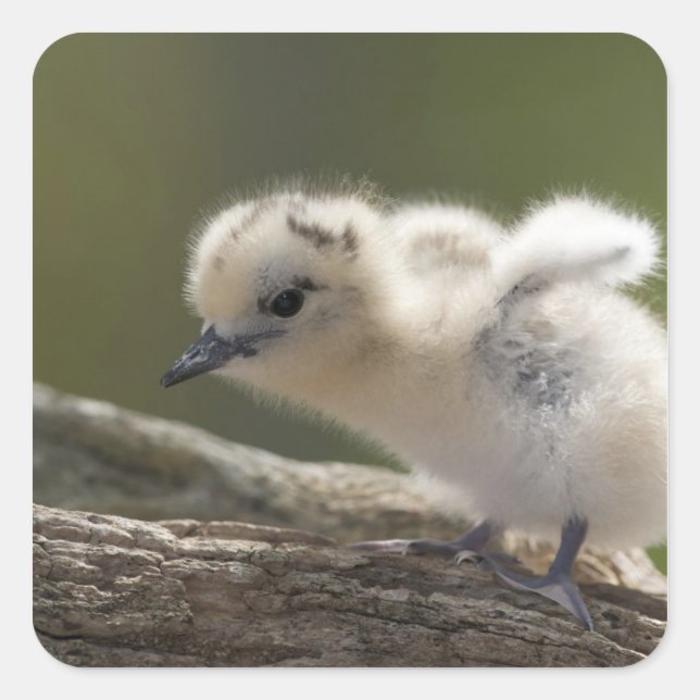 North America, Northwestern Hawaiian Islands, 2 Square Sticker (Front)