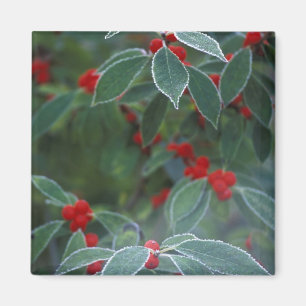 North America, United States, New England. Holly Magnet