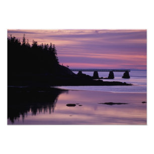North America, US, ME, Isle Au Haut. Duck Photo Print