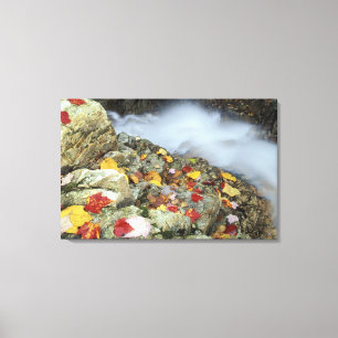 North America, US, NH, Fall in New England. Canvas Print