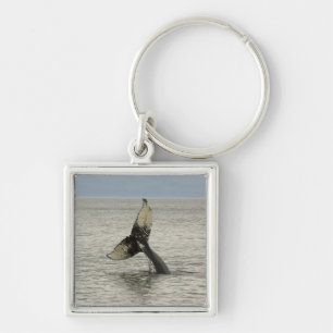 North America, USA, AK, Inside Passage. Humpback Keychain