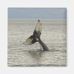 North America, USA, AK, Inside Passage. Humpback Magnet