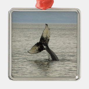 North America, USA, AK, Inside Passage. Humpback Metal Ornament