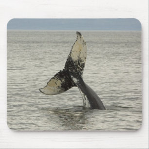 North America, USA, AK, Inside Passage. Humpback Mouse Pad