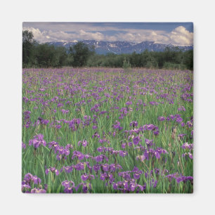 North America, USA, Alaska, Anchorage, Eklutna Magnet