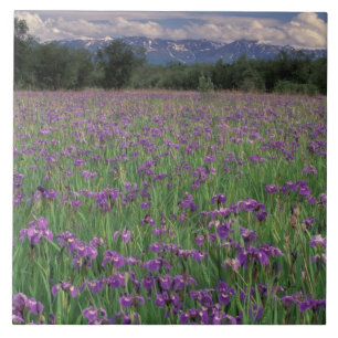 North America, USA, Alaska, Anchorage, Eklutna Tile