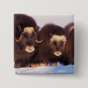 North America, USA, Alaska, Arctic Circle, 2 Inch Square Button