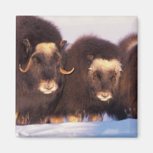 North America, USA, Alaska, Arctic Circle, Magnet