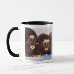 North America, USA, Alaska, Arctic Circle, Mug