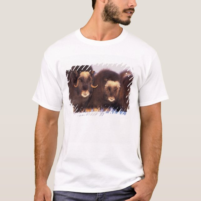 North America, USA, Alaska, Arctic Circle, T-Shirt (Front)