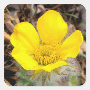 North America, USA, Alaska, Denali National Square Sticker