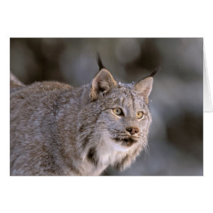 North America, USA, Alaska, Haines. Lynx (Felis 2