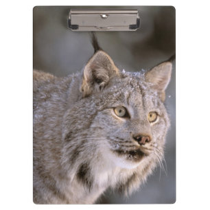 North America, USA, Alaska, Haines. Lynx (Felis 2 Clipboard