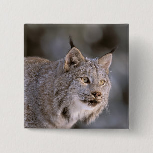 North America, USA, Alaska, Haines. Lynx (Felis 2 Inch Square Button