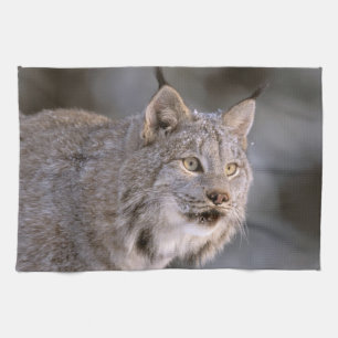 North America, USA, Alaska, Haines. Lynx (Felis 2 Kitchen Towel
