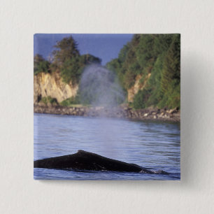 North America, USA, Alaska, Inside Passage. 2 Inch Square Button