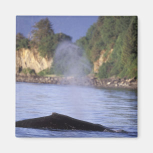 North America, USA, Alaska, Inside Passage. Magnet