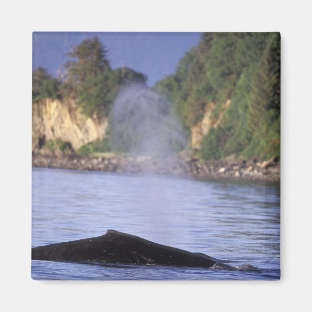 North America, USA, Alaska, Inside Passage. Magnet (Front)