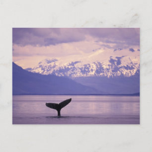 North America, USA, Alaska, Inside Passage. Postcard