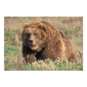 North America, USA, Alaska, Kodiak Island, Photo Print