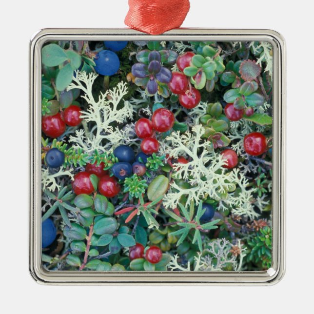 North America, USA, Alaska, Landscape, berries Metal Ornament (Front)