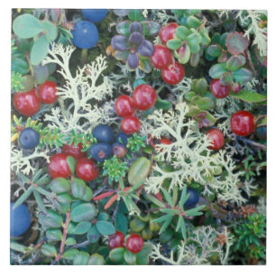 North America, USA, Alaska, Landscape, berries Tile