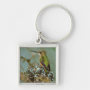 North America, USA, Alaska. Rufous Humming bird Keychain