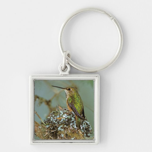 North America, USA, Alaska. Rufous Humming bird Keychain (Front)