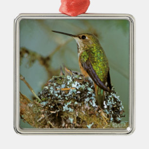 North America, USA, Alaska. Rufous Humming bird Metal Ornament