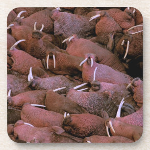 North America, USA, Alaska, Yukon Delta National Coaster