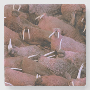 North America, USA, Alaska, Yukon Delta National Stone Coaster