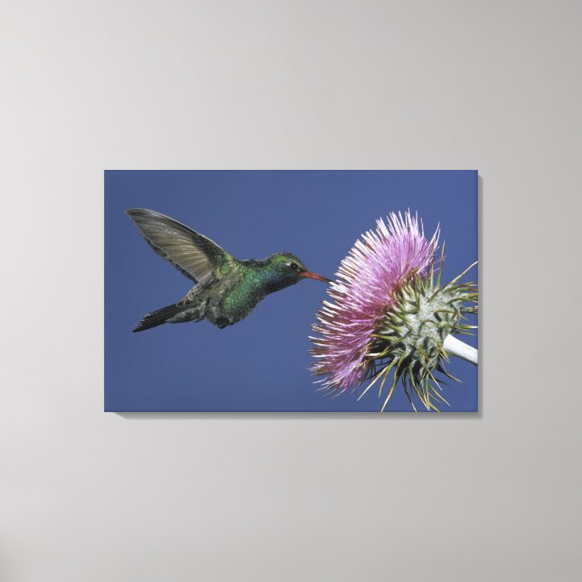 North America, USA, Arizona. Broad-billed Canvas Print (Front)