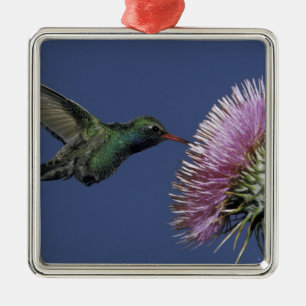 North America, USA, Arizona. Broad-billed Metal Ornament