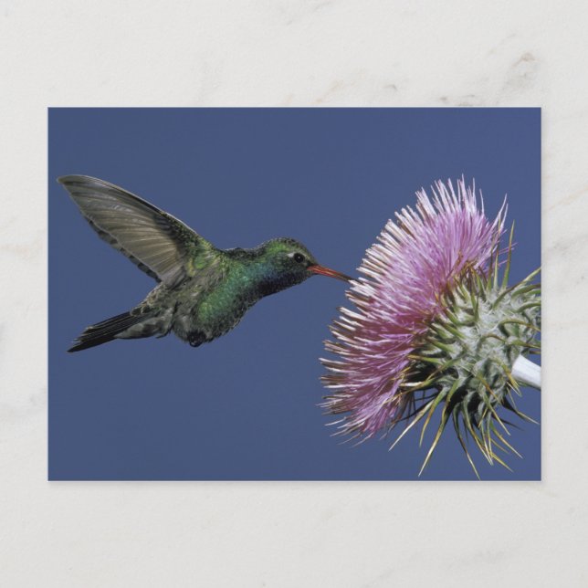 North America, USA, Arizona. Broad-billed Postcard (Front)