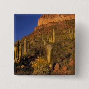 North America, USA, Arizona, Organ Pipe Cactus 2 2 Inch Square Button