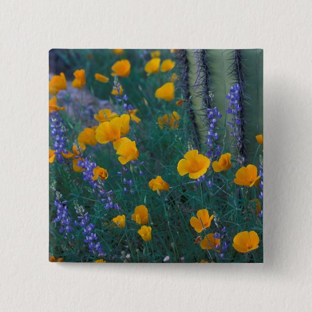 North America, USA, Arizona, Organ Pipe Cactus 2 Inch Square Button (Front)