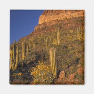 North America, USA, Arizona, Organ Pipe Cactus 2 Magnet
