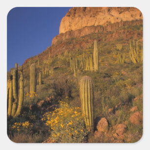 North America, USA, Arizona, Organ Pipe Cactus 2 Square Sticker