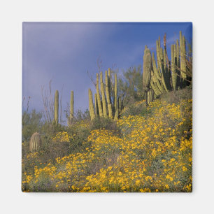 North America, USA, Arizona, Organ Pipe Cactus Magnet
