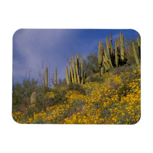 North America, USA, Arizona, Organ Pipe Cactus Magnet