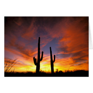 North America, USA, Arizona, Sonoran Desert.