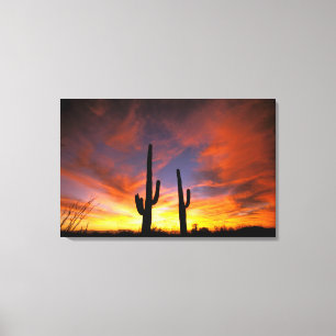 North America, USA, Arizona, Sonoran Desert. Canvas Print